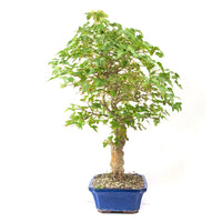 Dreispitz-Ahorn 'Acer buergerianum'