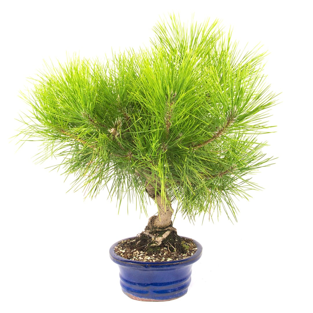 Japanische Schwarzkiefer 'Pinus thunbergii'