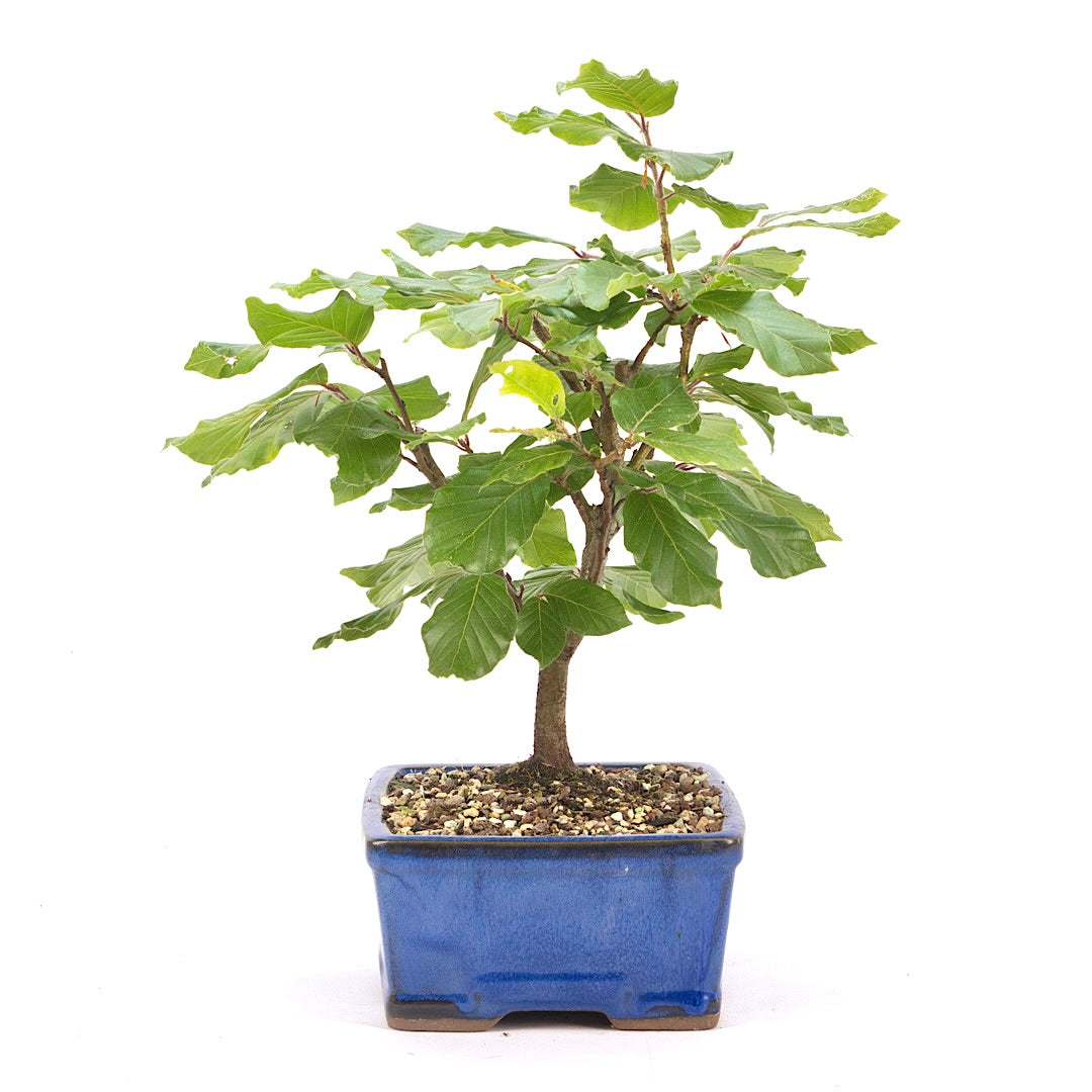 Rotbuche 'Fagus sylvatica'