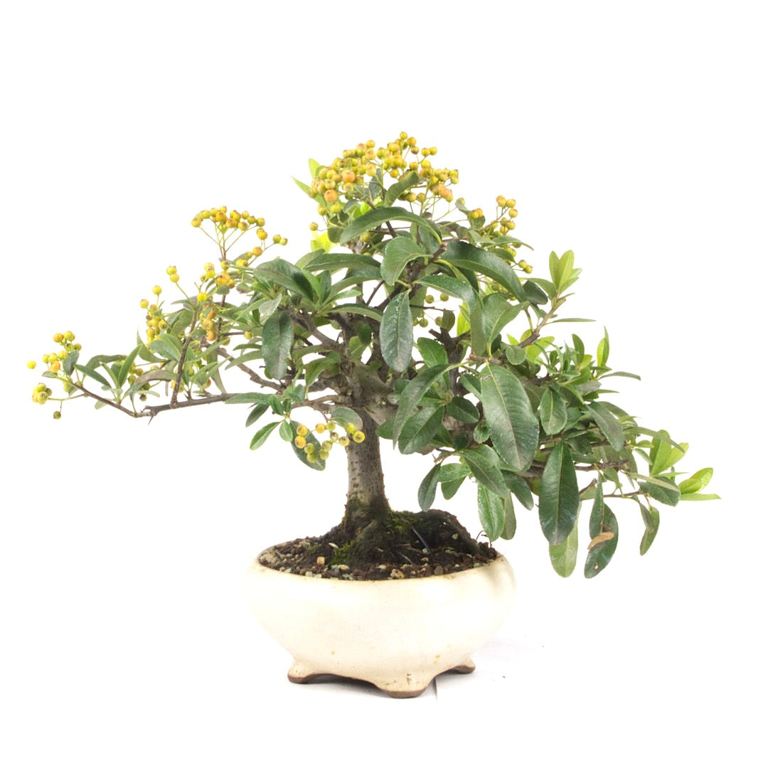 Feuerdorn 'Pyracantha coccinea'