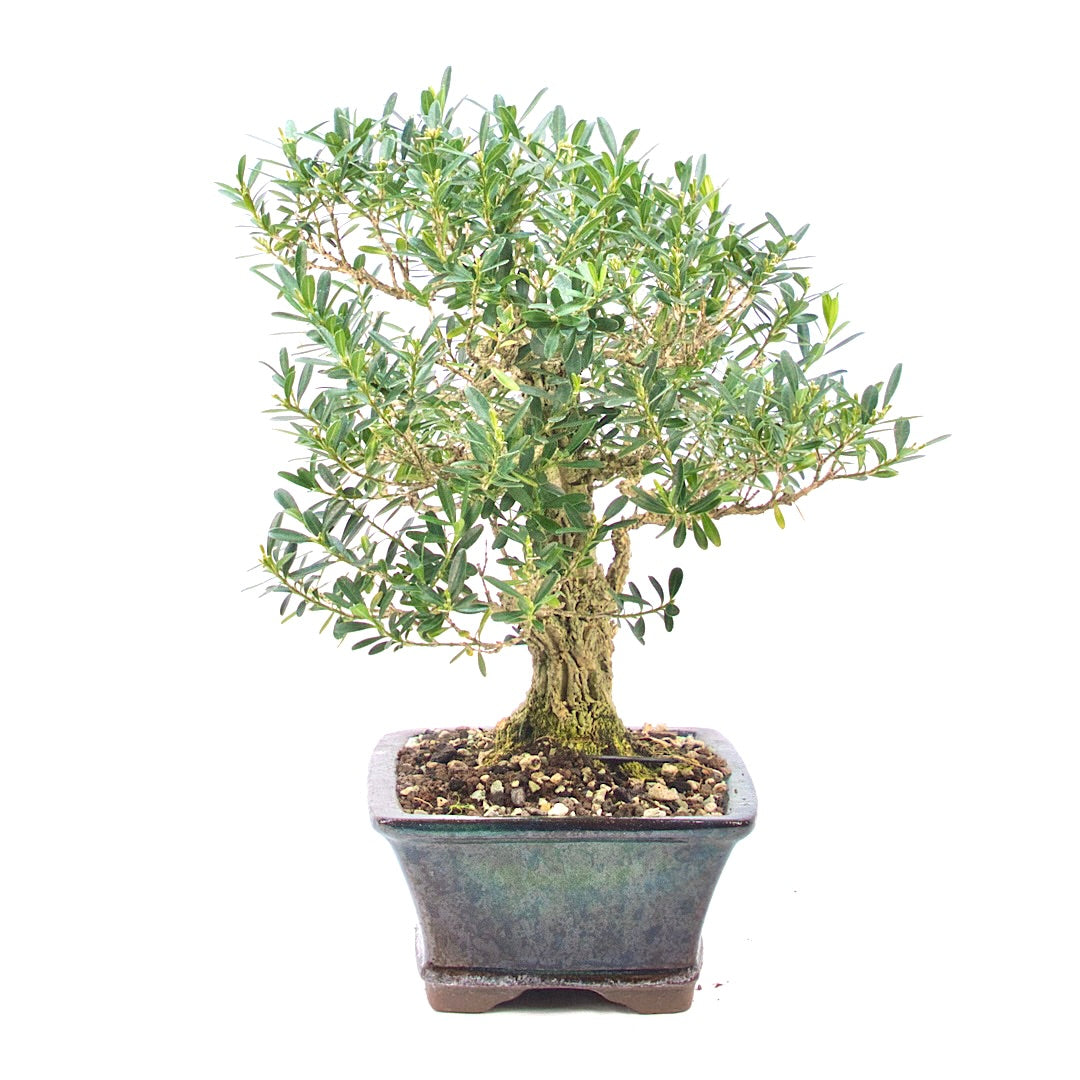 Chinesischer Buchsbaum 'Buxus harlandii'