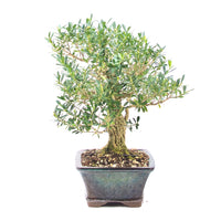 Chinesischer Buchsbaum 'Buxus harlandii'
