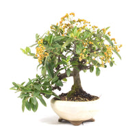 Feuerdorn 'Pyracantha coccinea'