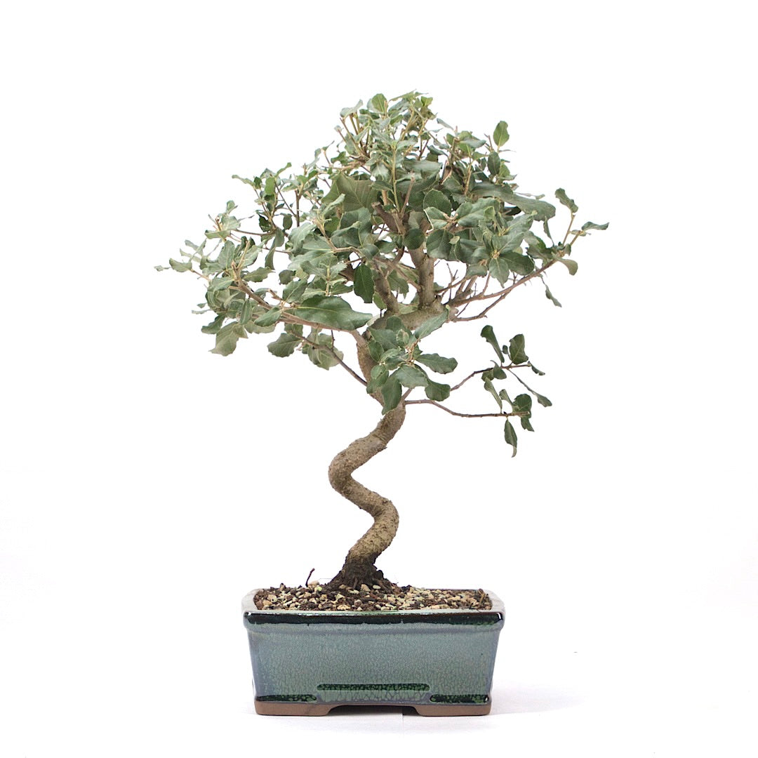 Kork-Eiche 'Quercus suber'