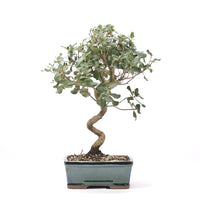 Kork-Eiche 'Quercus suber'