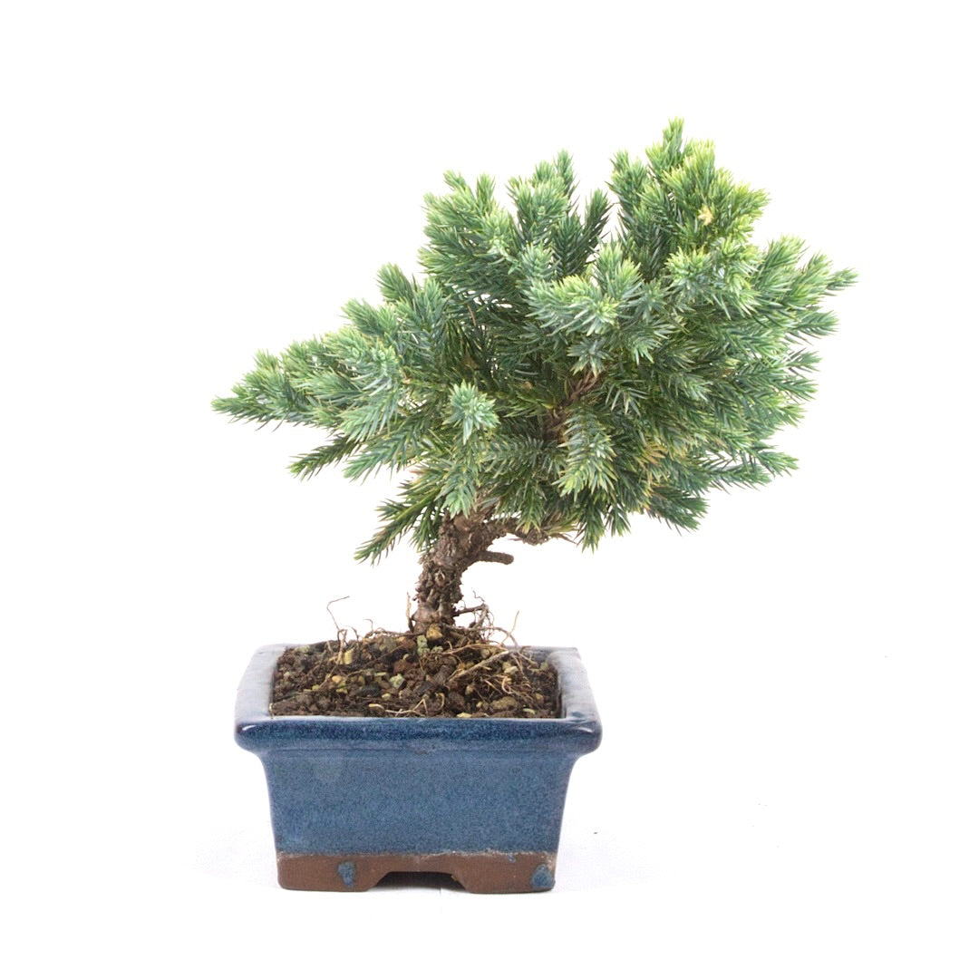 Kissen Wacholder 'Juniperus procumbens Nana'