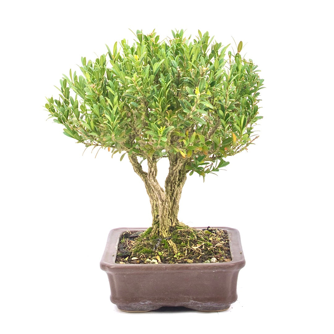 Chinesischer Buchsbaum 'Buxus harlandii'