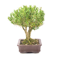 Chinesischer Buchsbaum 'Buxus harlandii'