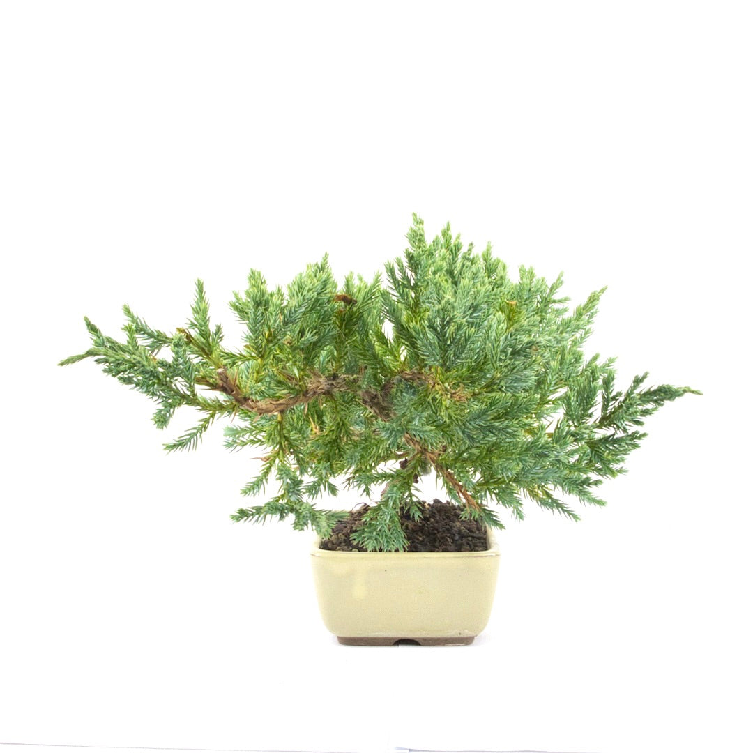 Kissen Wacholder 'Juniperus procumbens Nana'