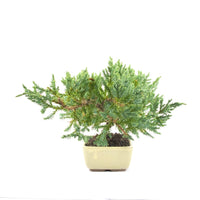 Kissen Wacholder 'Juniperus procumbens Nana'