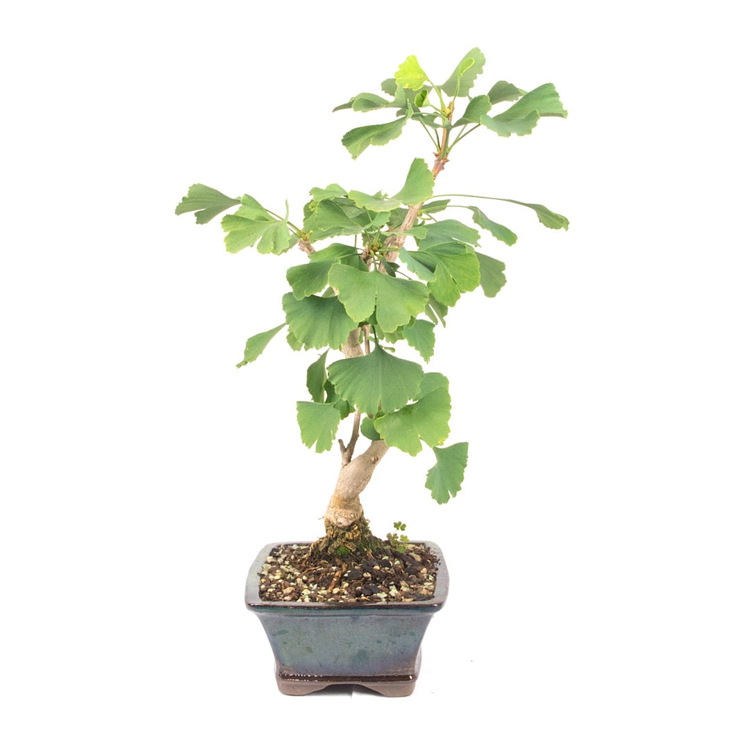 Ginkgo biloba 'Fächerblattbaum'