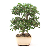 Chinesische Ulme 'Zelkova parvifolia'