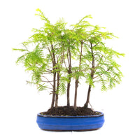 Urwelt Mammutbaum Wald 'Metasequoia glyptostroboides'