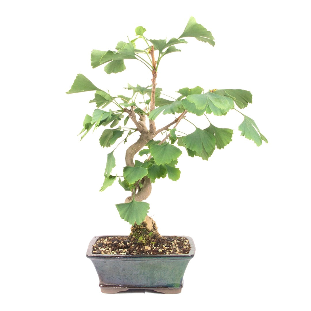 Ginkgo biloba 'Fächerblattbaum'