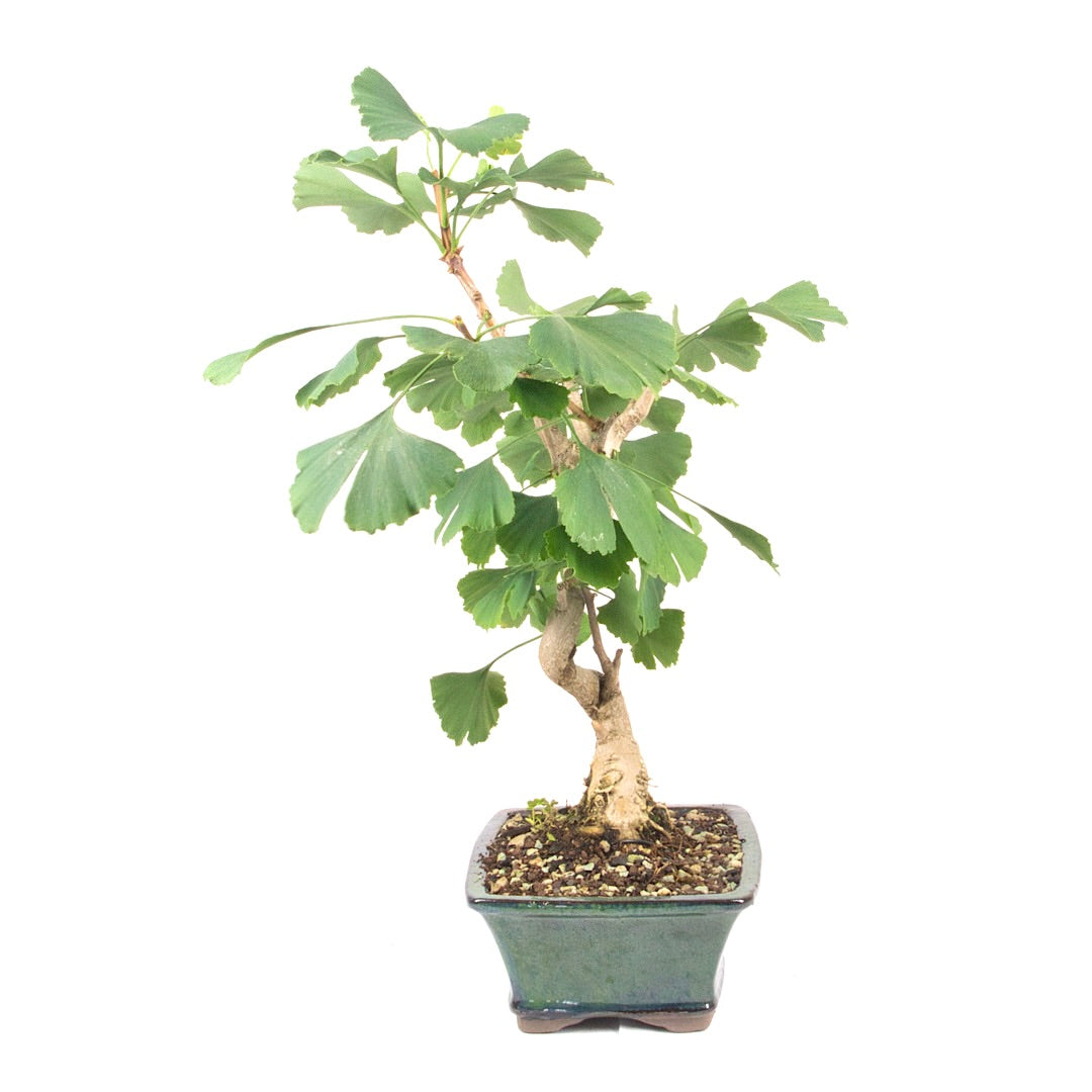 Ginkgo biloba 'Fächerblattbaum'