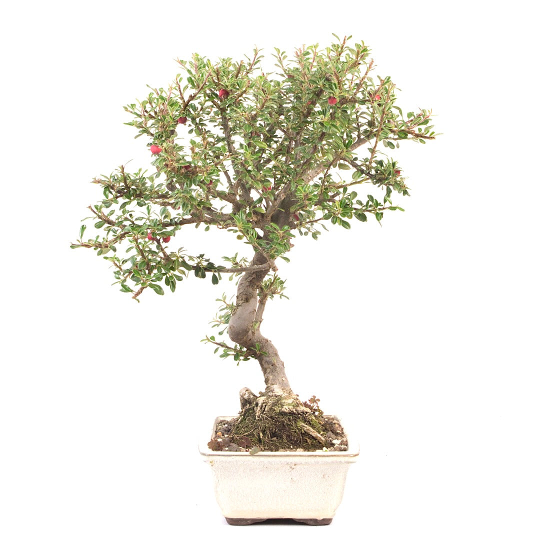Fächer- Zwergmispel 'Cotoneaster horizontalis'