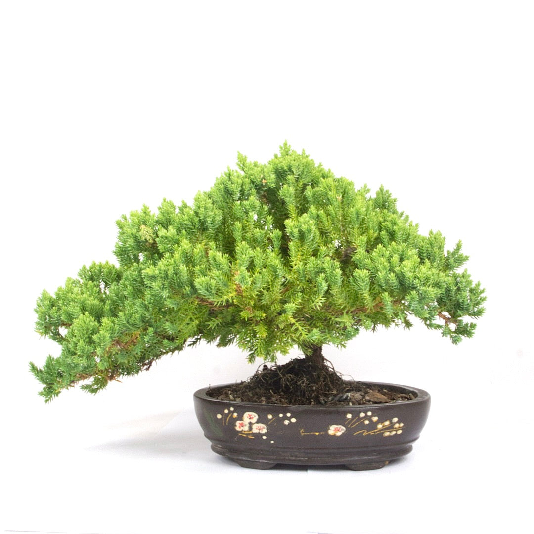 Kissen Wacholder 'Juniperus procumbens Nana'