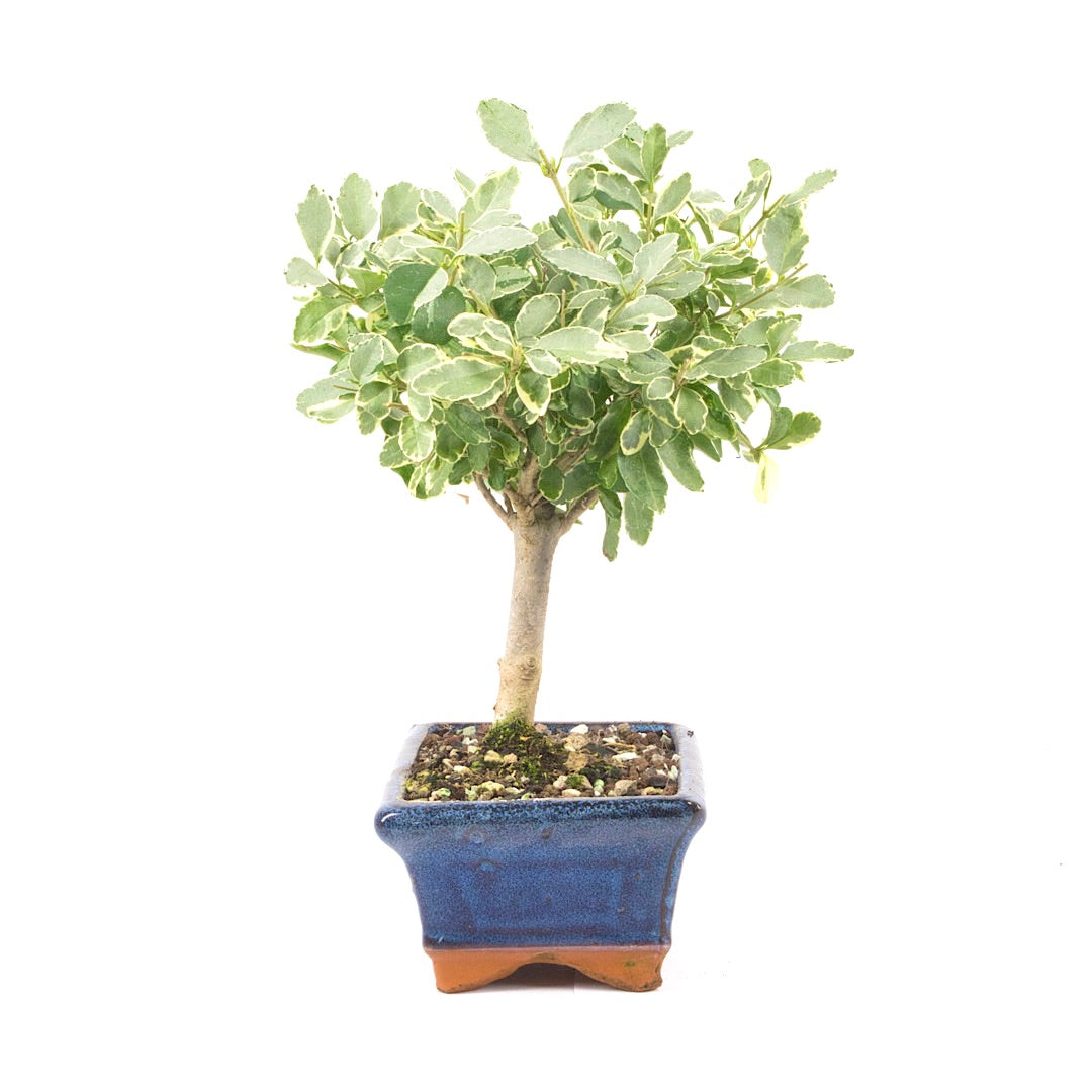 Ovalblättriger Liguster Buntblättrig ‚Ligustrum ovalifolium variegatum‘