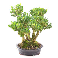 Chinesischer Buchsbaum 'Buxus harlandii'
