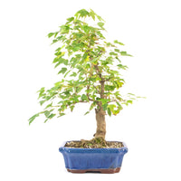 Dreispitz-Ahorn 'Acer buergerianum'