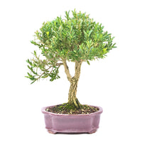 Chinesischer Buchsbaum 'Buxus harlandii'