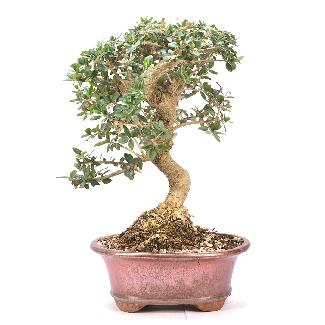 Wild-Olive 'Olea europaea sylvestris '
