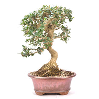 Wild-Olive 'Olea europaea sylvestris '