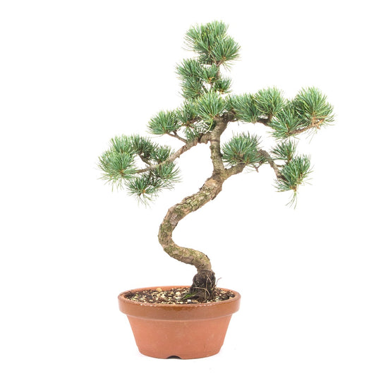 Mädchenkiefer 'Pinus parviflora'