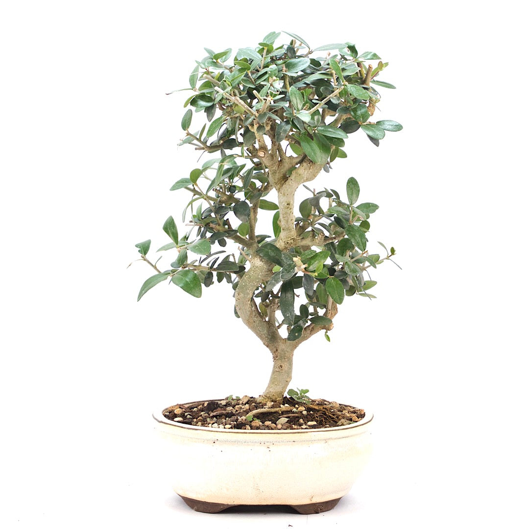 Wild-Olive 'Olea europaea sylvestris '
