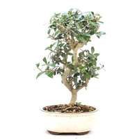 Wild-Olive 'Olea europaea sylvestris '