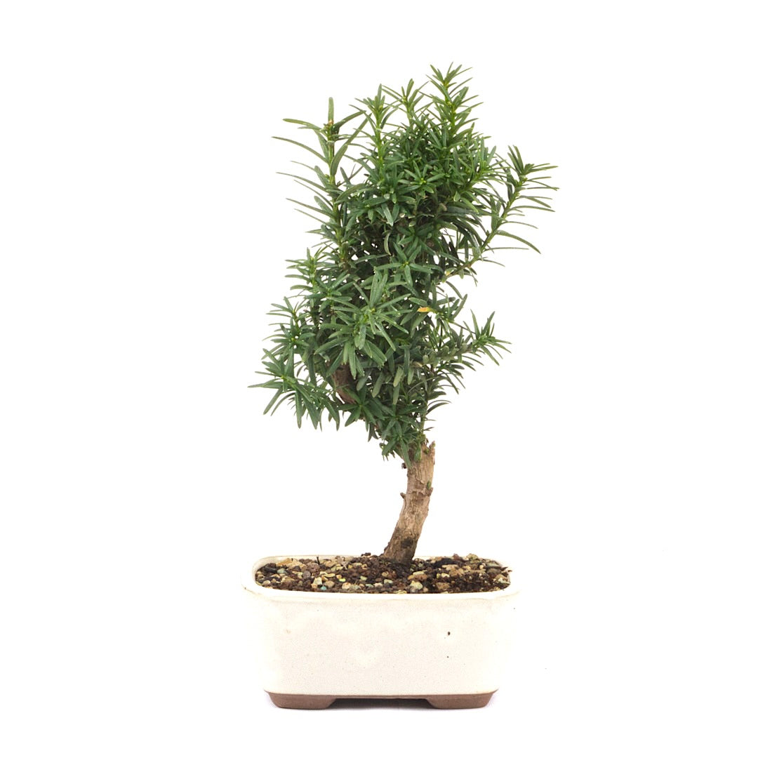 Eibe Hybrid 'Taxus media'