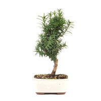 Eibe Hybrid 'Taxus media'
