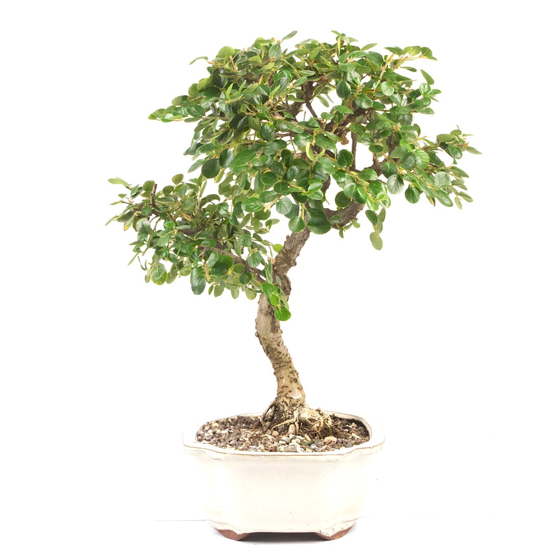Fächer- Zwergmispel 'Cotoneaster horizontalis'