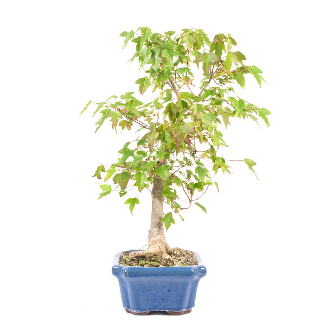 Dreispitz-Ahorn 'Acer buergerianum'