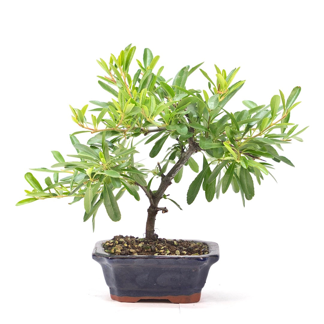 Schmalblättriger Feuerdorn 'Pyracantha angustifolia'