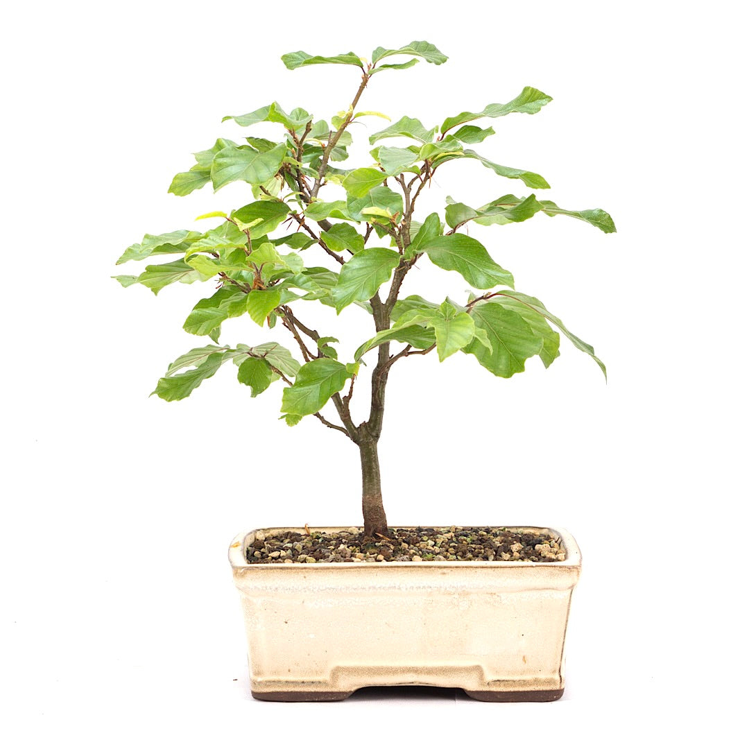 Rotbuche 'Fagus sylvatica'