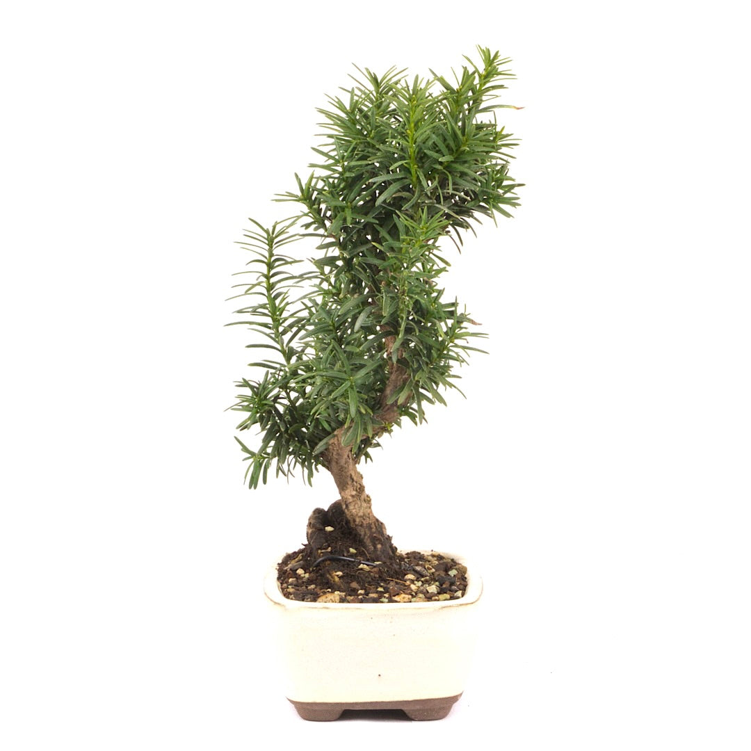 Eibe Hybrid 'Taxus media'