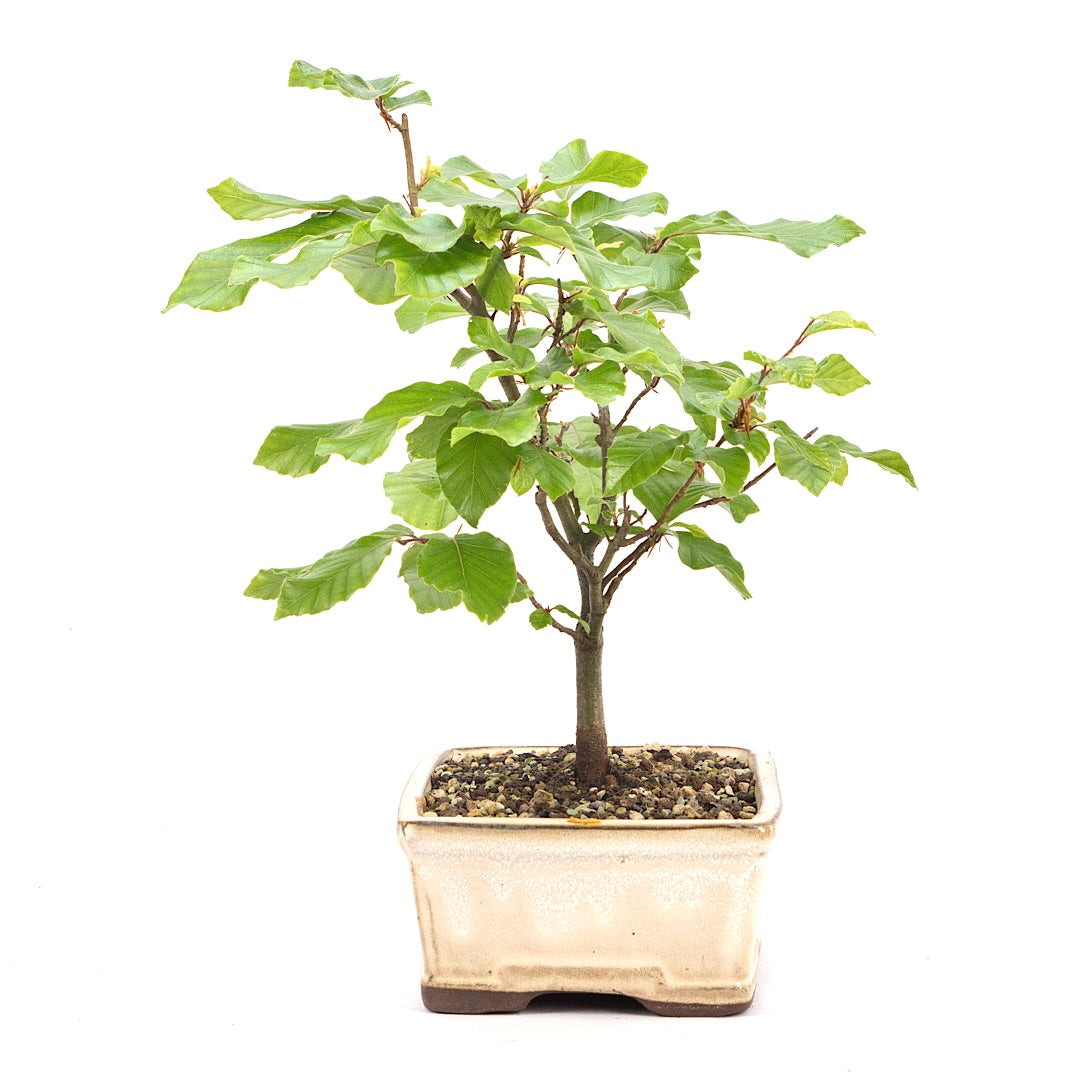 Rotbuche 'Fagus sylvatica'