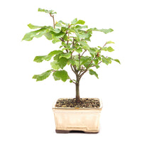 Rotbuche 'Fagus sylvatica'