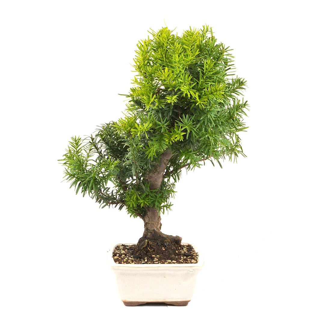 Eibe Hybrid 'Taxus media'