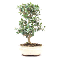 Wild-Olive 'Olea europaea sylvestris '