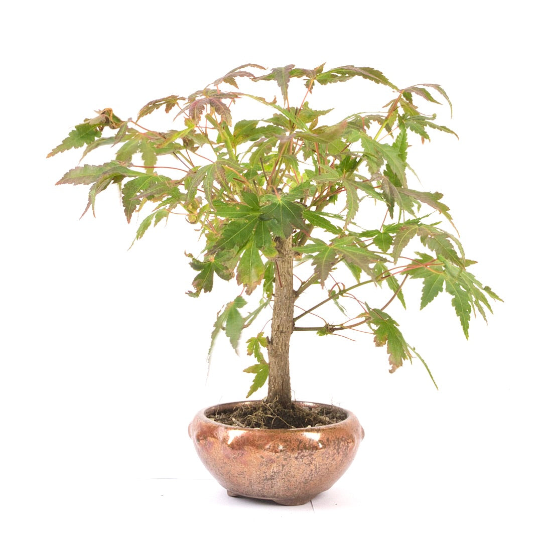 Fächer-Ahorn 'Acer palmatum'