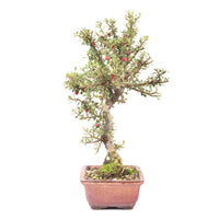 Fächer- Zwergmispel 'Cotoneaster horizontalis'
