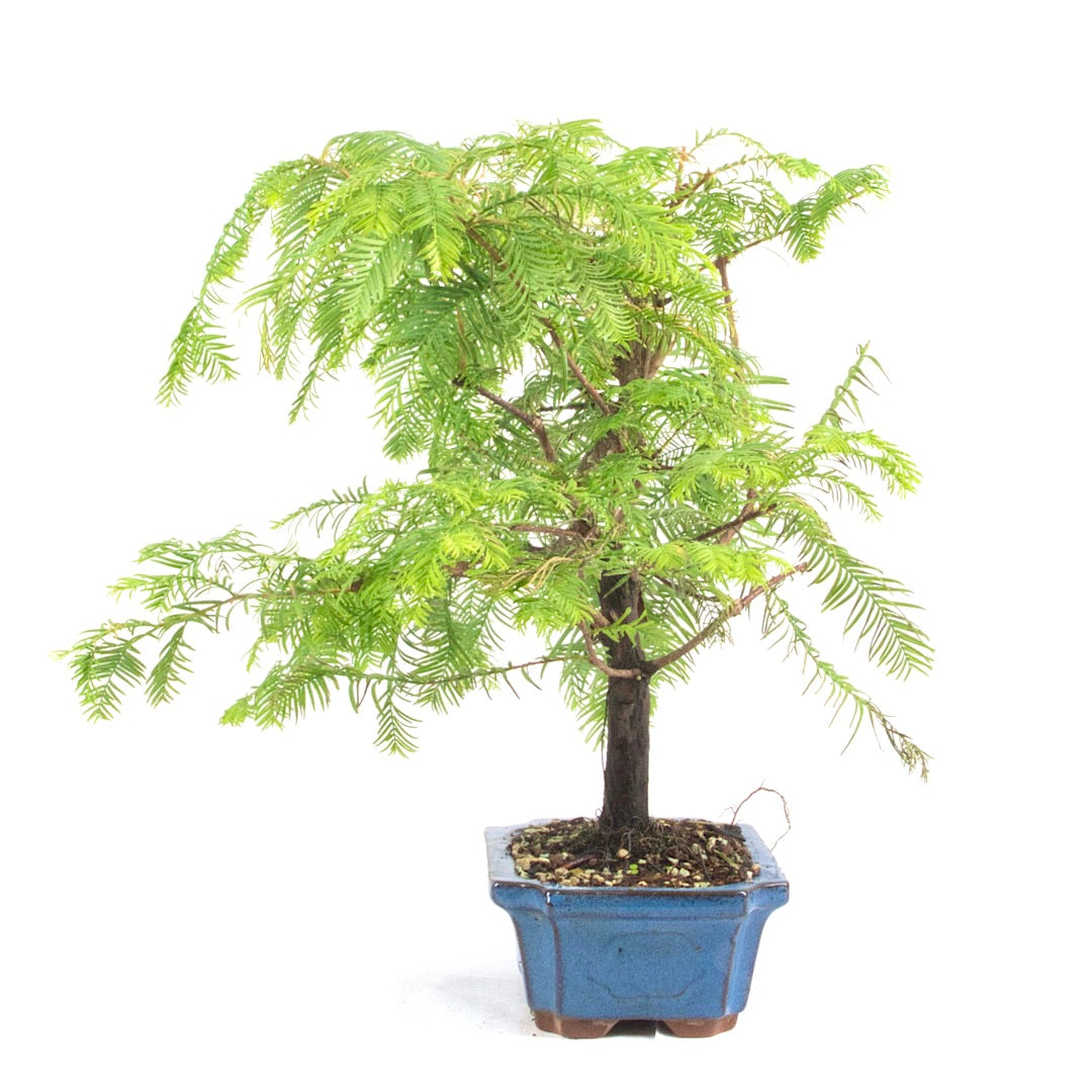 Urwelt Mammutbaum 'Metasequoia glyptostroboides'