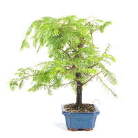 Urwelt Mammutbaum 'Metasequoia glyptostroboides'