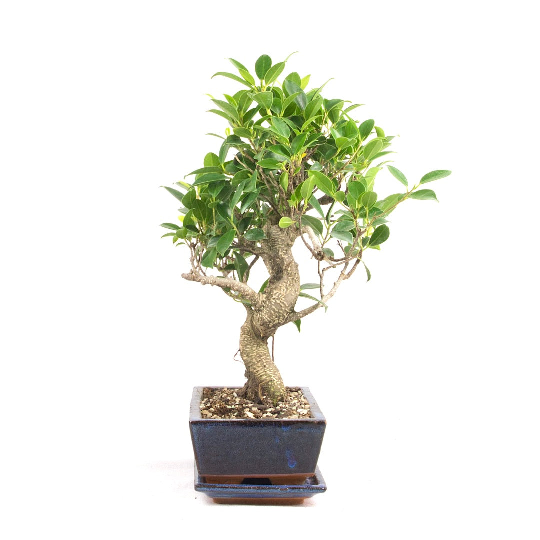 Chinesische Feige 'Ficus Retusa'