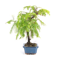 Urwelt Mammutbaum 'Metasequoia glyptostroboides'
