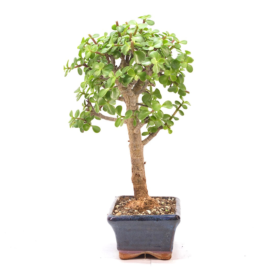 Speckbaum 'Portulacaria afra'