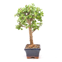 Speckbaum 'Portulacaria afra'