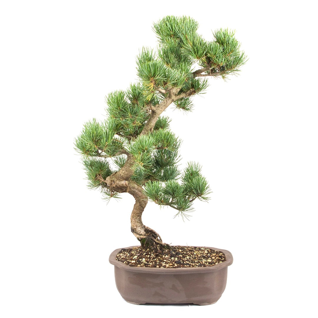 Mädchenkiefer 'Pinus parviflora'